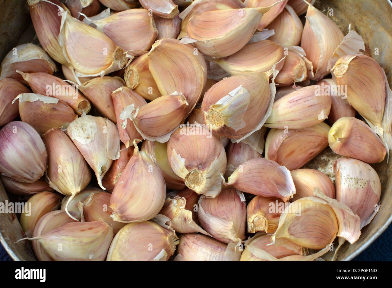 Garlic cloves separated from the heads before planting in the ground. Stock Photo