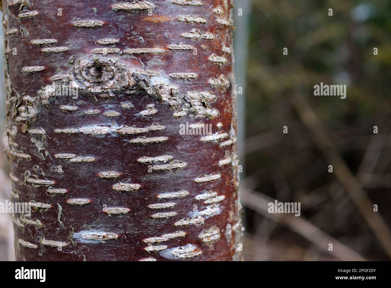 Striped Bark of Prunus serial x serrulata Tree, or the Japanese and Tibetan Cherry. Pin Cherry. High quality  Stock Photo