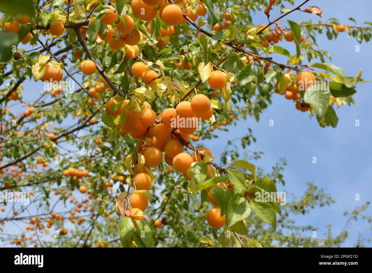 On the branches of the tree ripen fruits of cherry-plum (Prunus cerasifera). Stock Photo