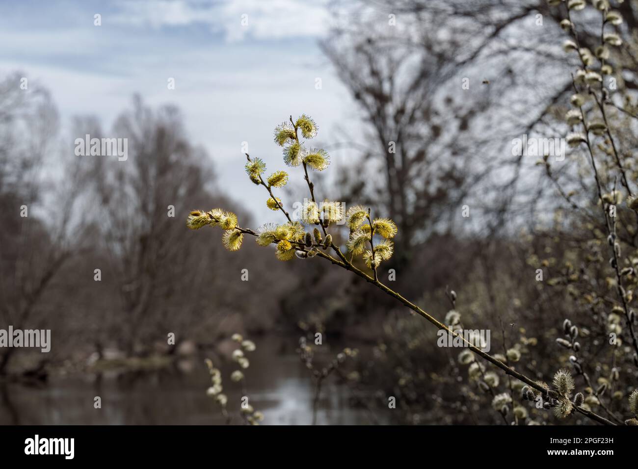 Blur Willow Catkins in Early Spring Stock Photo