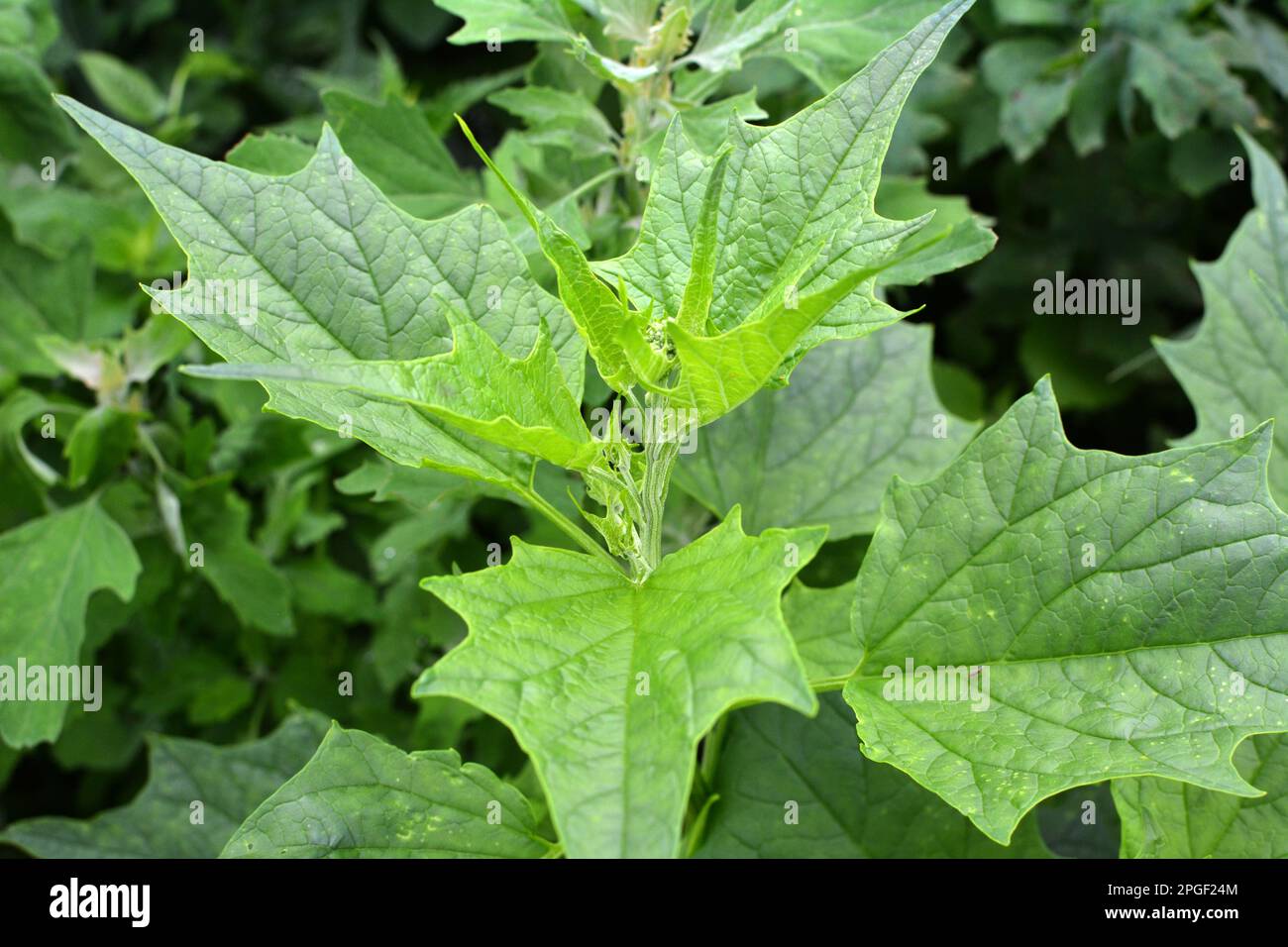 In nature, the field grows a chenopodium hybridum (Chenopodiastrum hybridum) Stock Photo
