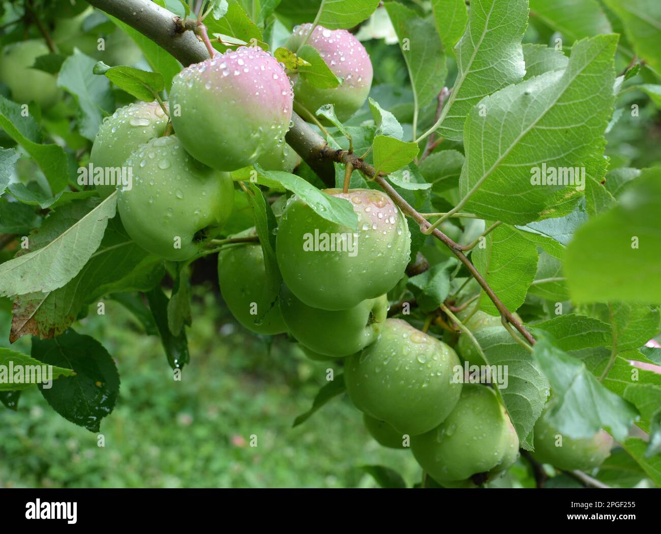 In the orchard, apples ripen on the tree branch Stock Photo - Alamy