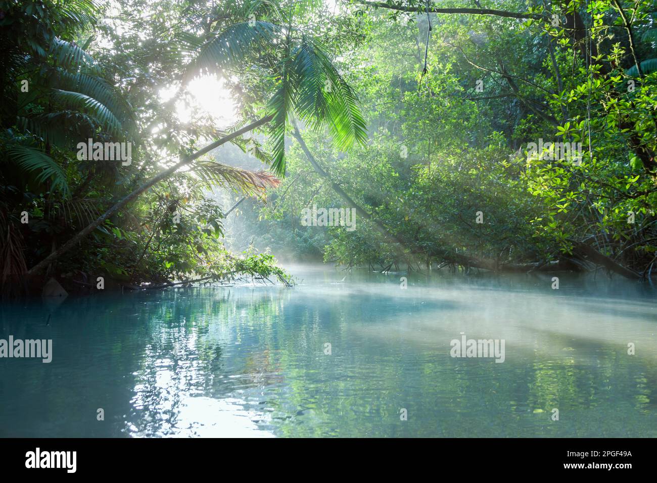 Sun shining through trees on river, Orinoco River, Orinoco Delta, Venezuela Stock Photo