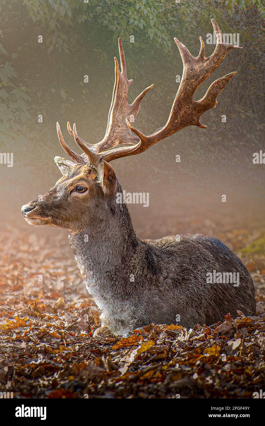 a buck stag deer sitting in the forest on leaves Stock Photo