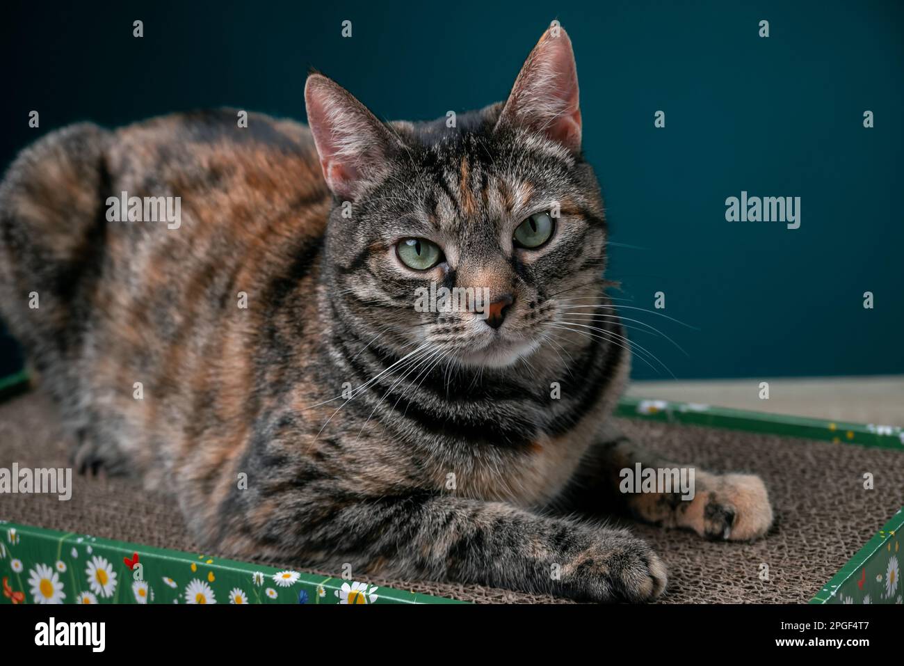 Tabby Cat Lies On Floor Cat Scratcher From Cardboard. AntiStress For
