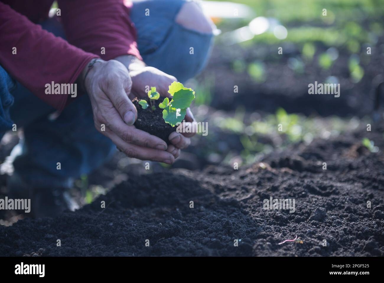 Man planting a plant in field, Bavaria, Germany Stock Photo - Alamy