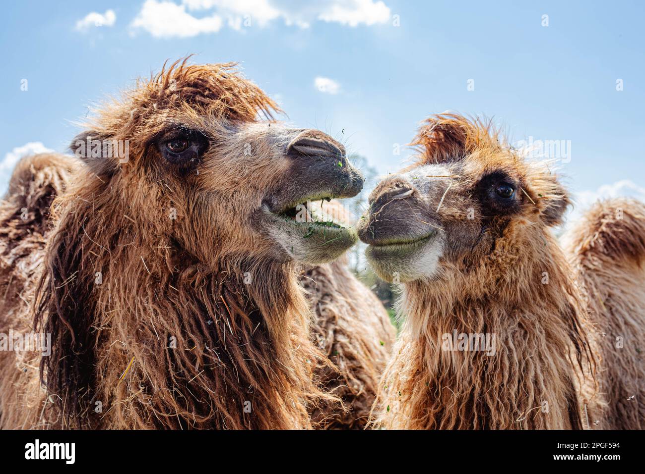 wo humped camels enjoying a sunny day eating grass in safari, they look funny, very bright and good looking photo, camels are smiling to each other Stock Photo