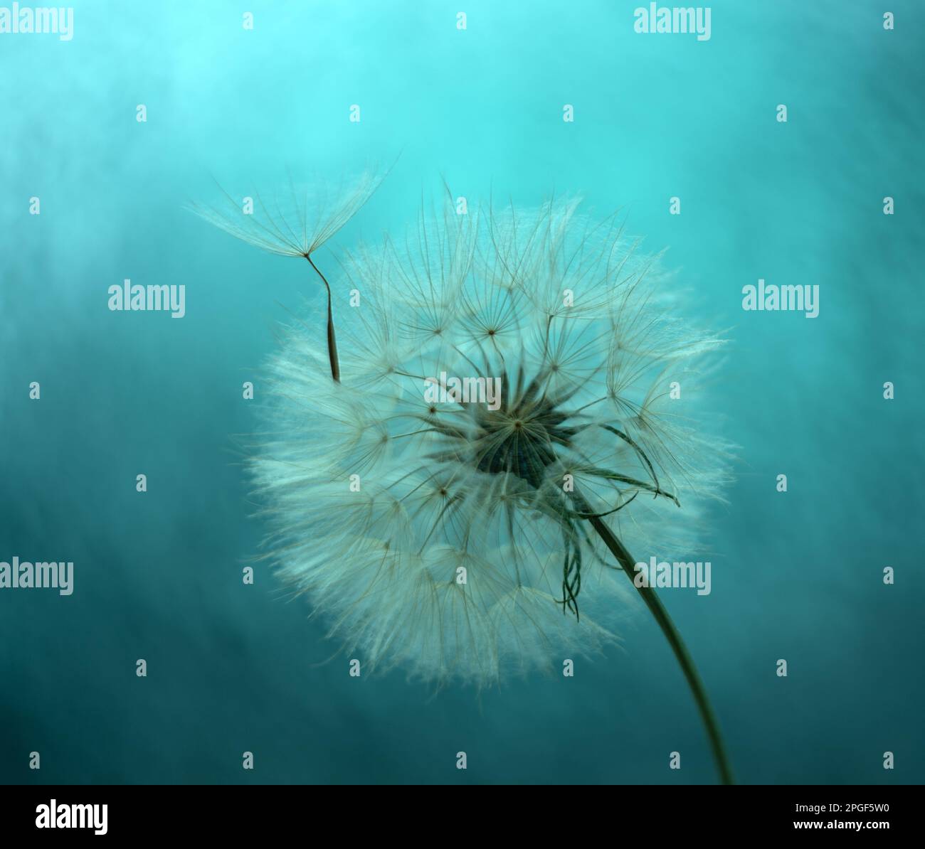 Dandelion defocused hi-res stock photography and images - Alamy