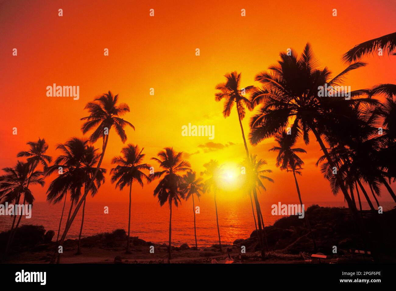 TALL PALM TREES NORTH BEACH KOVALAM KERALA INDIA Stock Photo