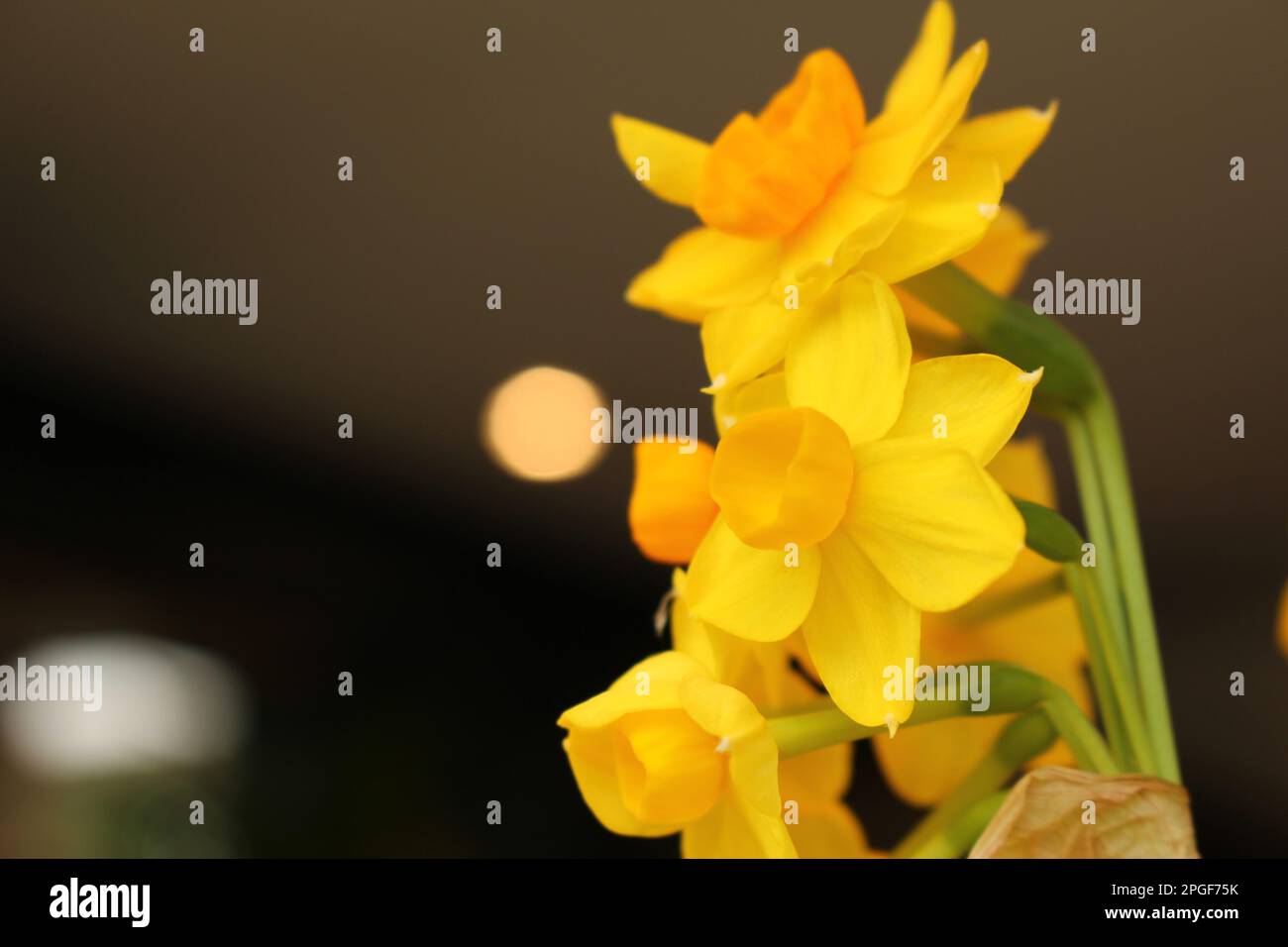 Mini Daffodils soft focus spring indoor background with copy space ...