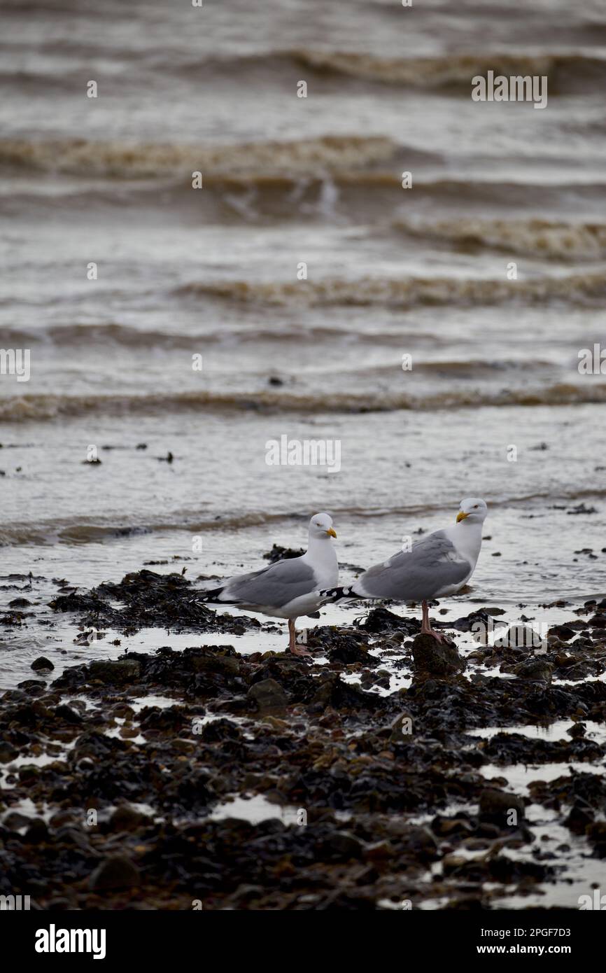 Herring gull hunting and scavenging along the shoreline Stock Photo Alamy