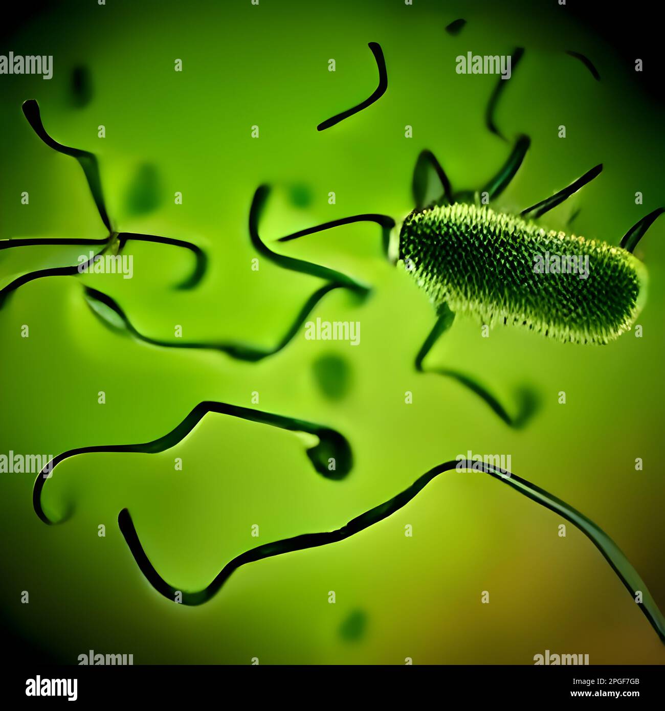 microscopic bacteria. Legionella pneumophila illustration Stock Photo Alamy