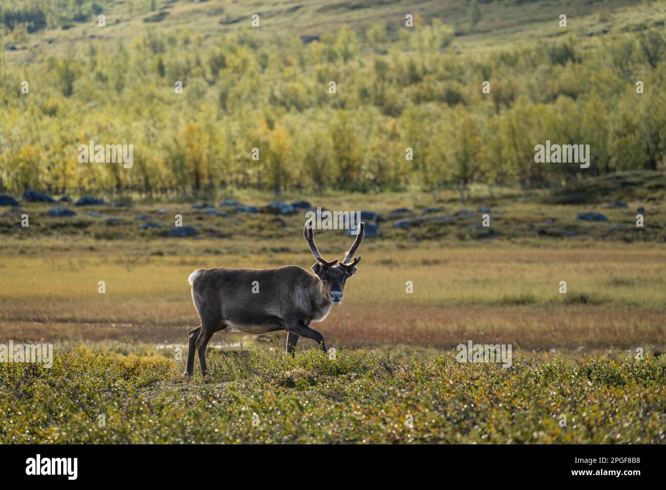 Reindeer, Padjelanta national park, Lapland, Sweden Stock Photo