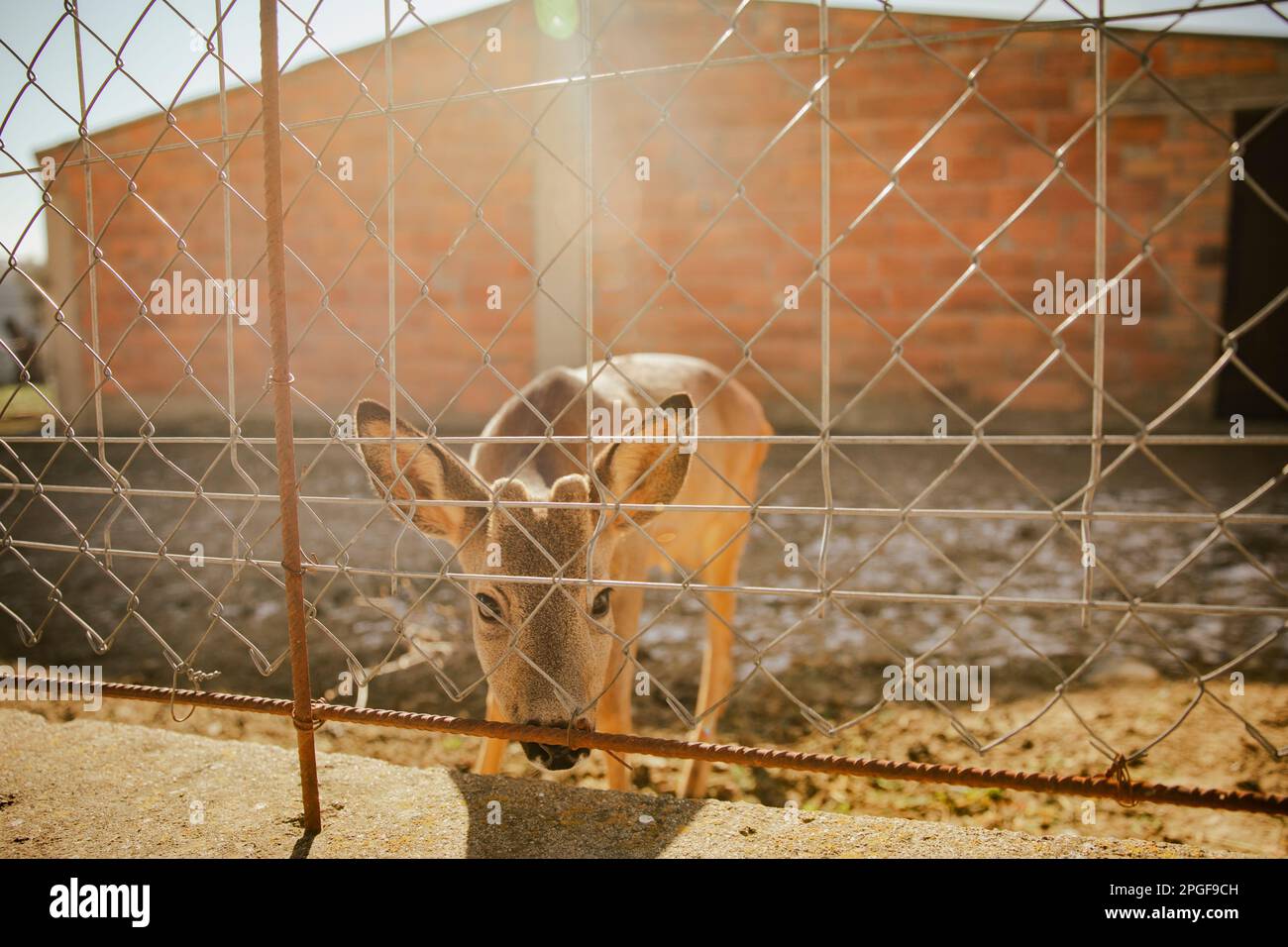 small deer locked behind a fence looking sadly at camera Stock Photo