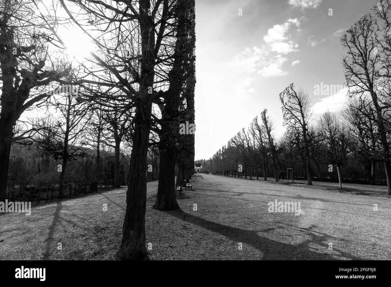 A monochrome image featuring a path lined with trees in a park setting ...