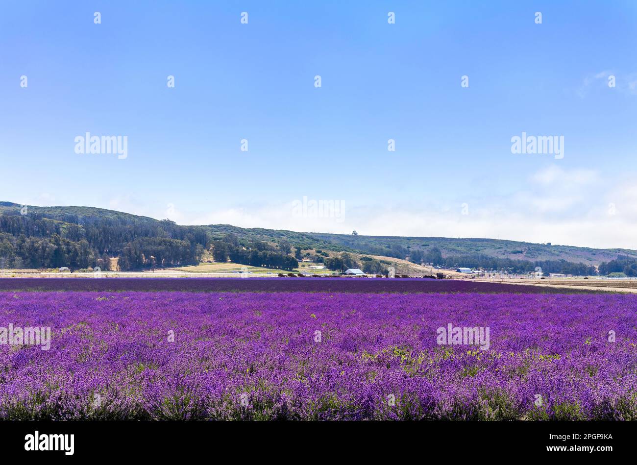 Bright purple flower fields in the sun Stock Photo Alamy