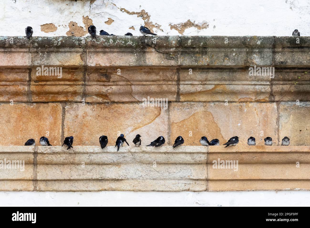 Beautiful view to swallow birds on old historic colonial church Stock Photo