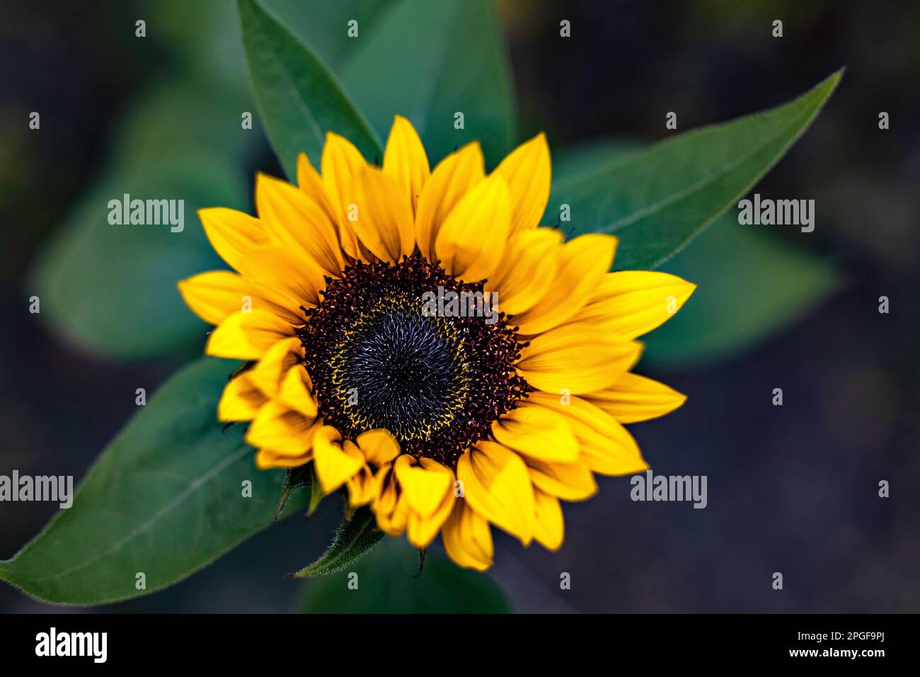 Close up of bright yellow sunflower with blurred background Stock Photo