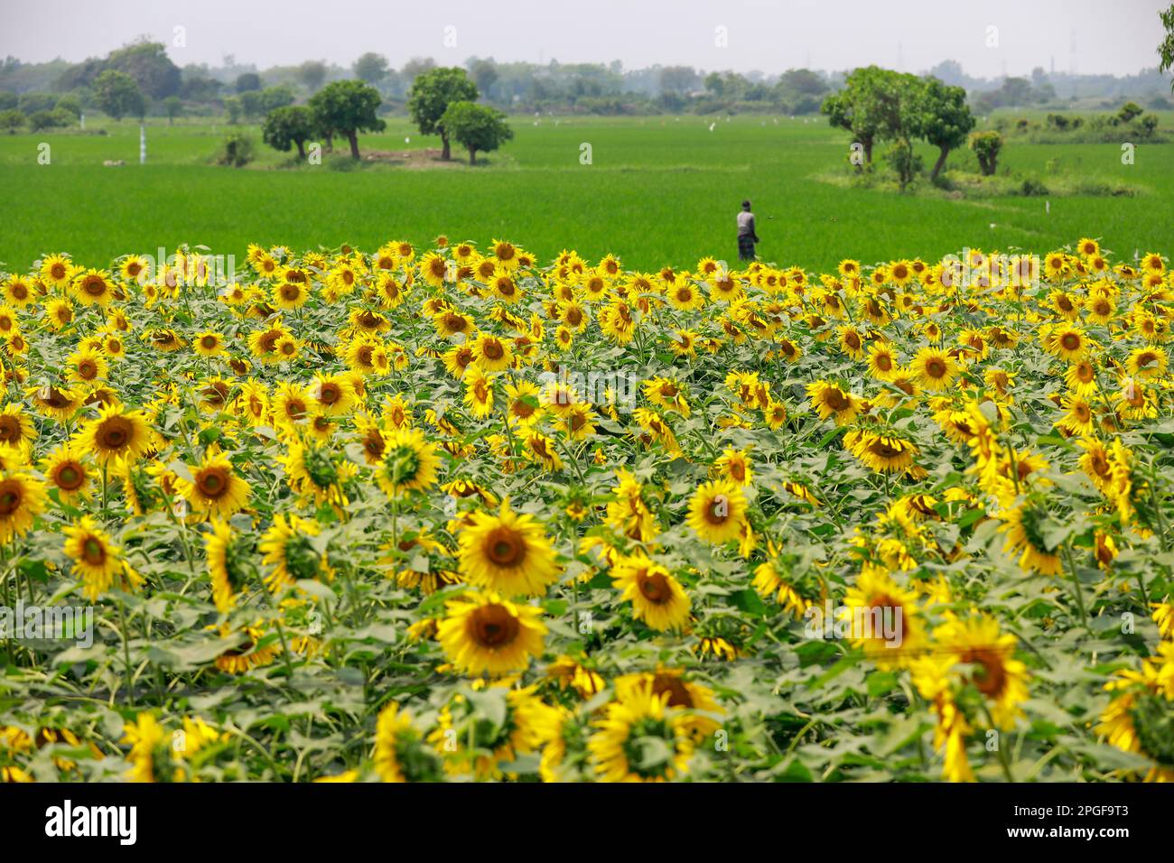 Shirajdikhan, Munshiganj, Bangladesh. 21st Mar, 2023. The bright yellow