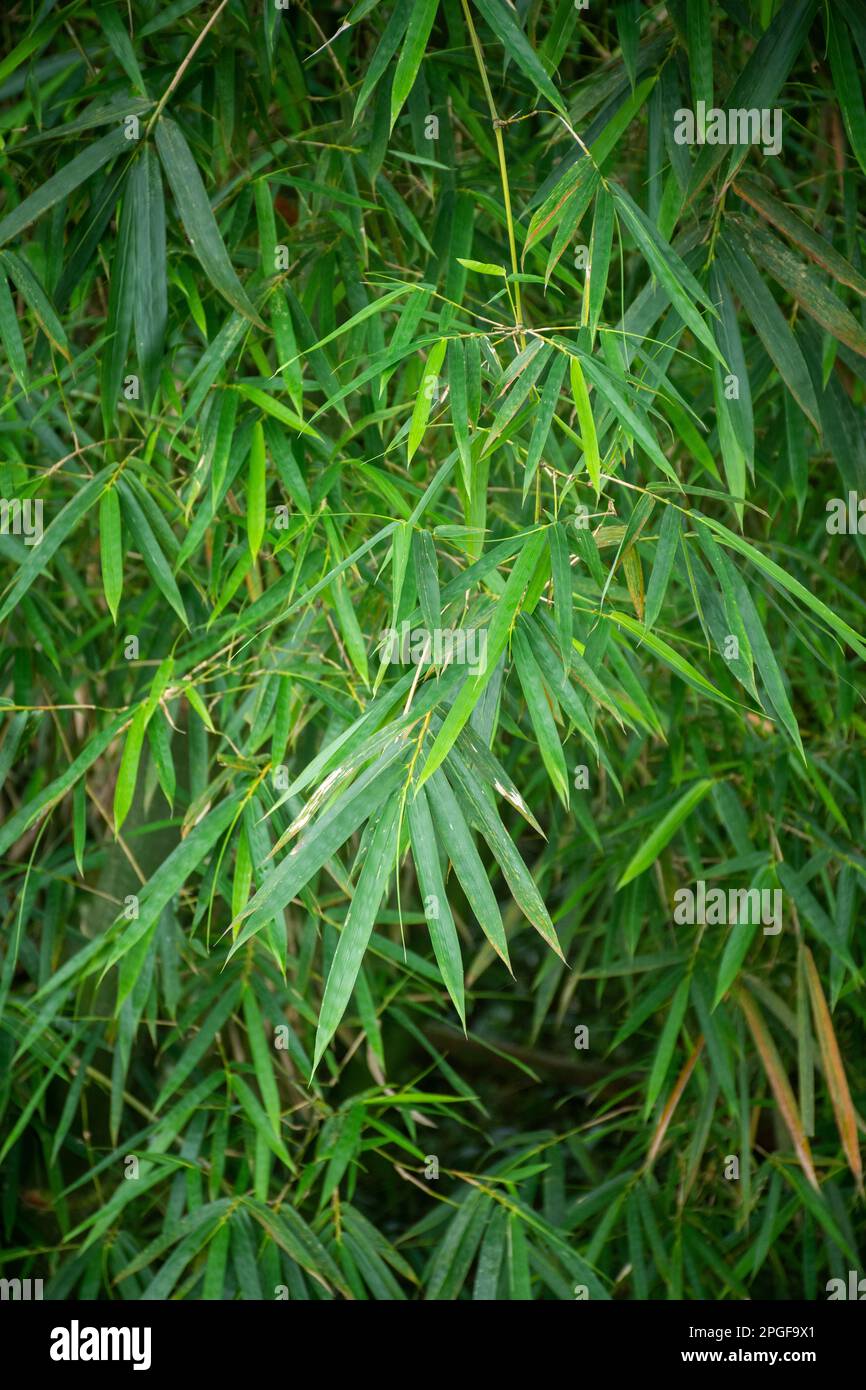 Beautiful view to green bamboo leaves in rainforest area Stock Photo