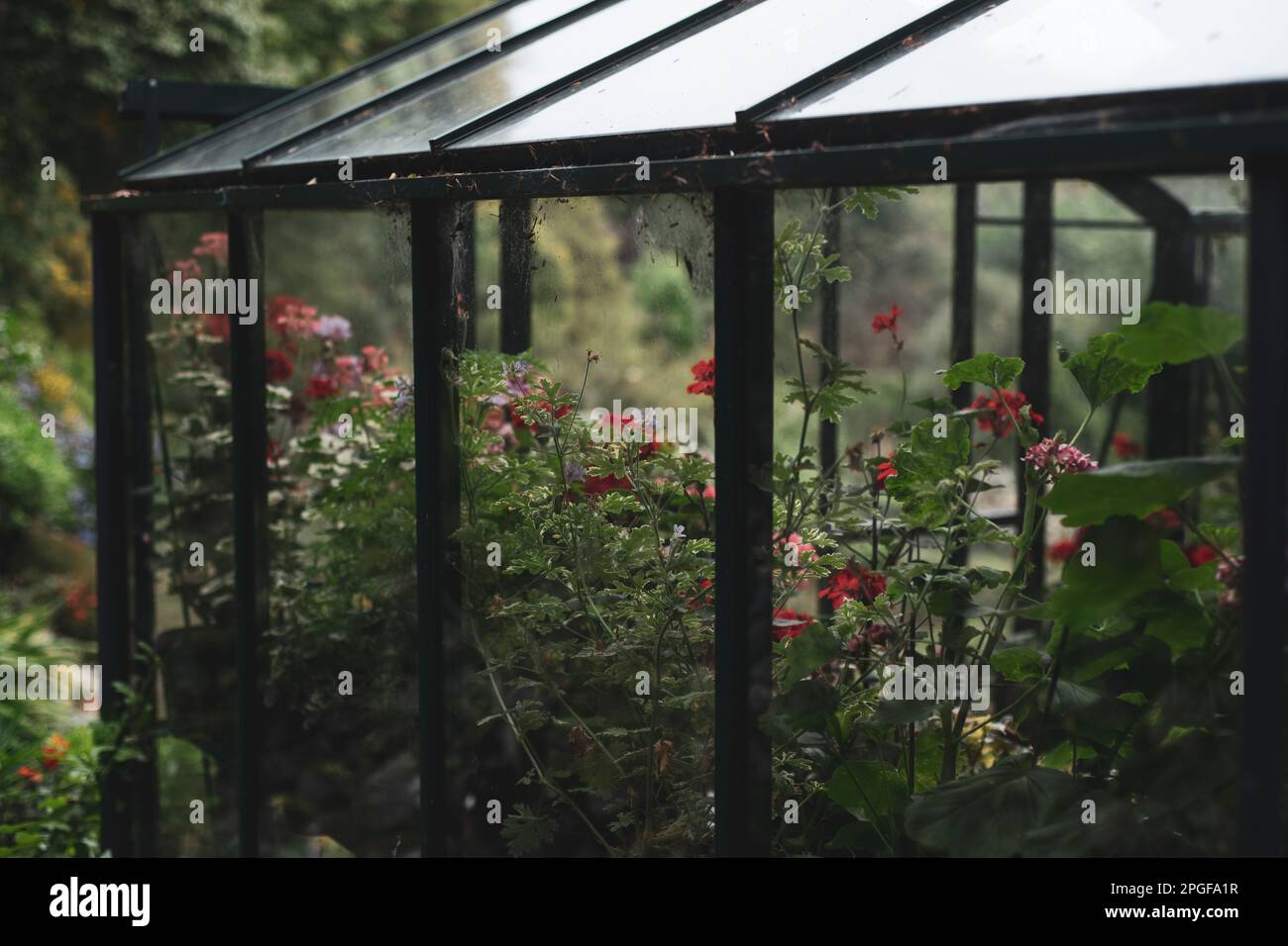 Beautiful flower green house in lush british garden Stock Photo