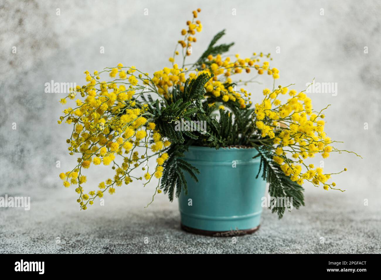 Spring yellow mimosa flowers in interior Stock Photo - Alamy