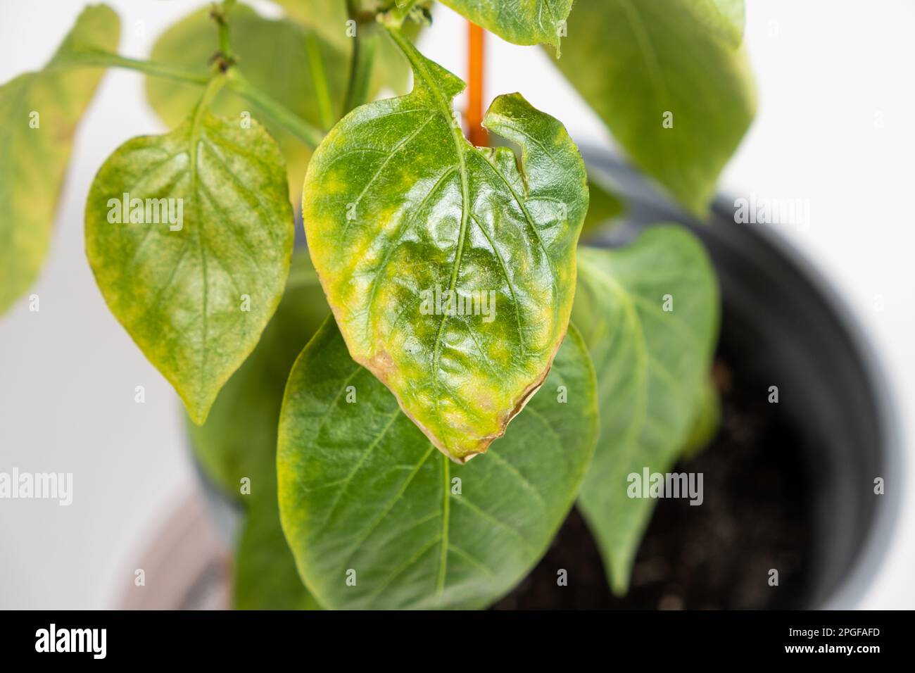 Yellowed dried leaves of pepper grown in a pot in the apartment. Growing vegetables at home, garden on the windowsill, lack of light and trace Stock Photo