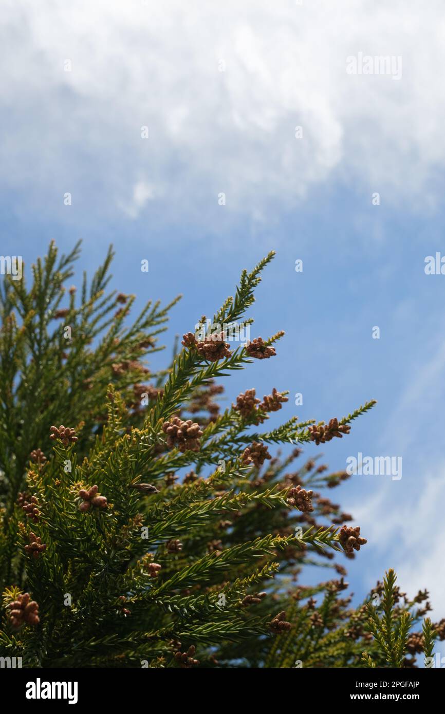 Japanese Cedar Tree Against Cloudy Blue Sky Stock Photo