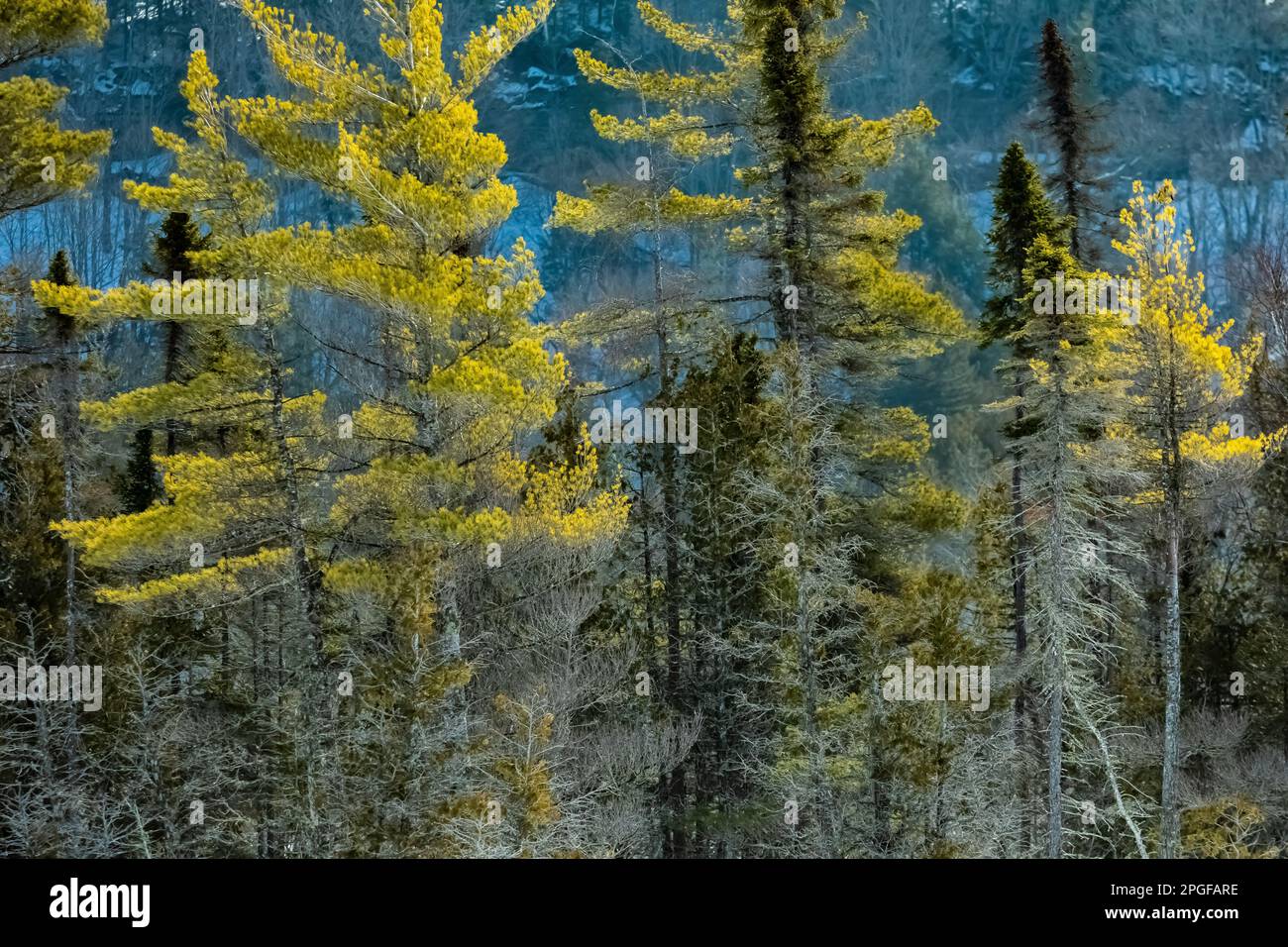 Eastern White Pines, Pinus Strobus, along Sand Point Marsh Trail in winter, Pictured Rocks National Lakeshore, Upper Peninsula, Michigan, USA Stock Photo