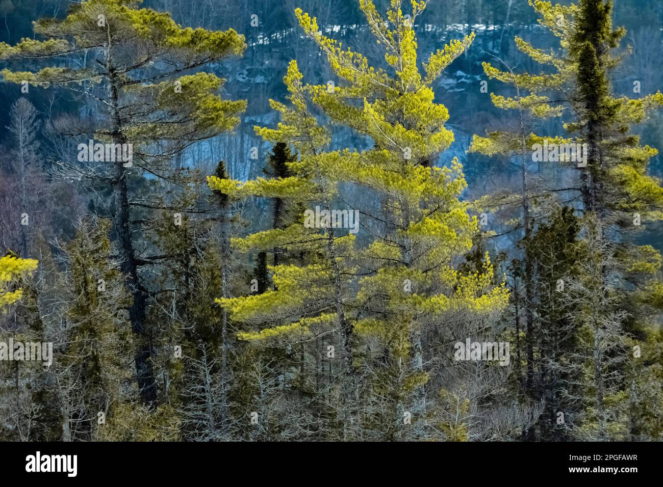 Eastern White Pines, Pinus Strobus, along Sand Point Marsh Trail in winter, Pictured Rocks National Lakeshore, Upper Peninsula, Michigan, USA Stock Photo