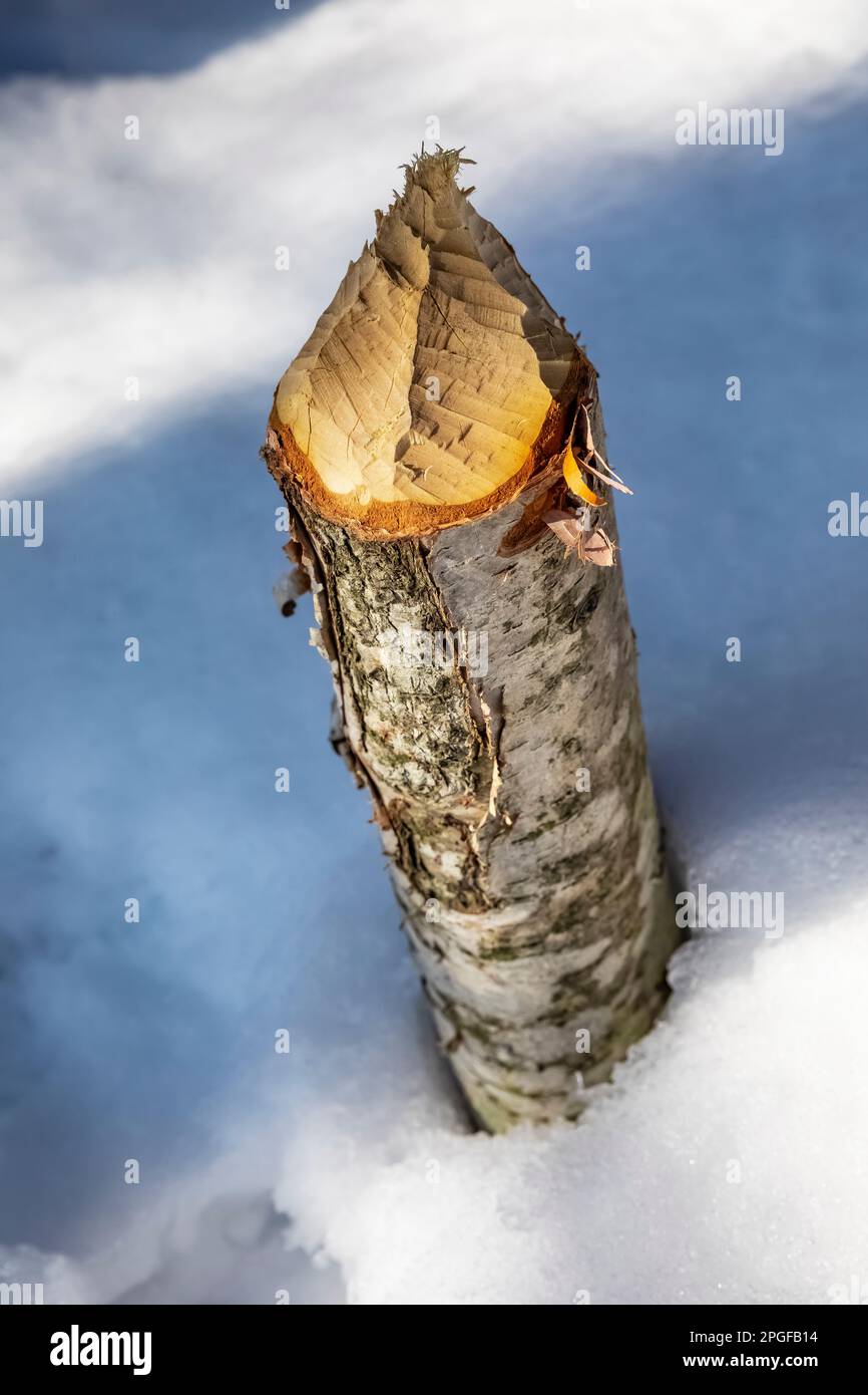 Beaver-chewed Paper Birch stump along Sand Point Marsh Trail in winter, Pictured Rocks National Lakeshore, Upper Peninsula, Michigan, USA Stock Photo