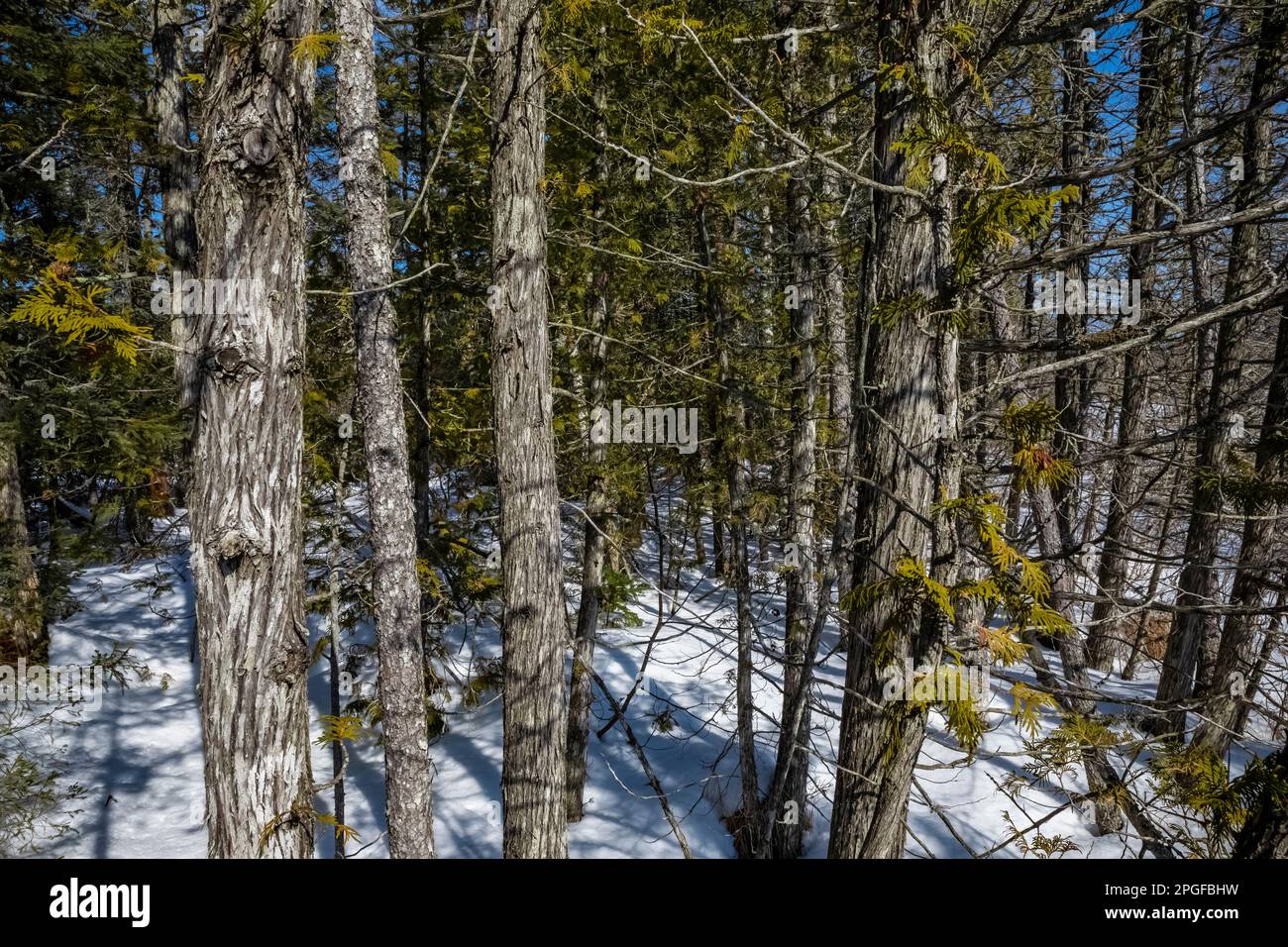 Northern White Cedars, Thuja occidentalis, along Sand Point Marsh Trail in winter, Pictured Rocks National Lakeshore, Upper Peninsula, Michigan, USA Stock Photo