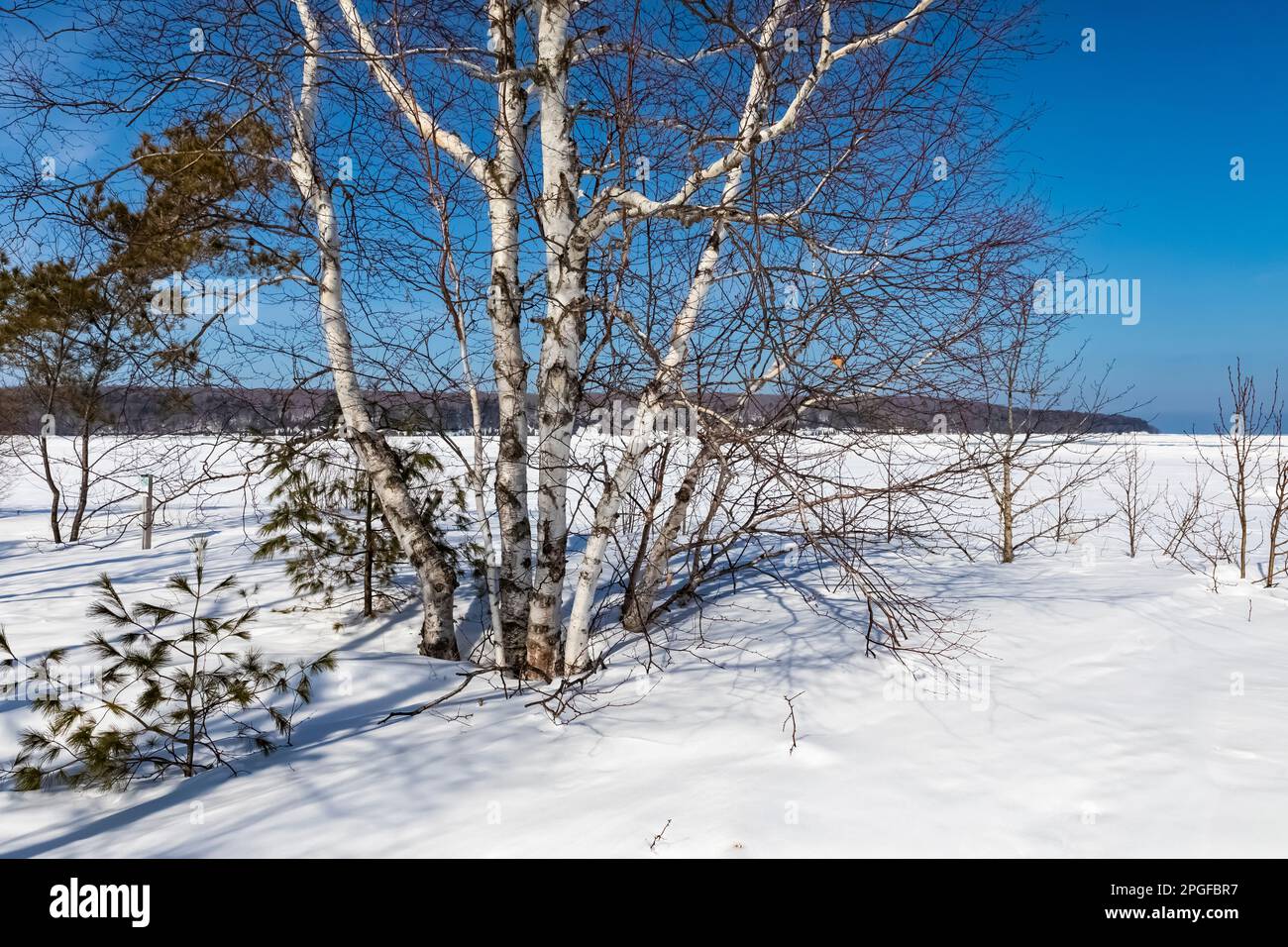 Paper Birch, Betula papyrifera, at Sand Point in Pictured Rocks