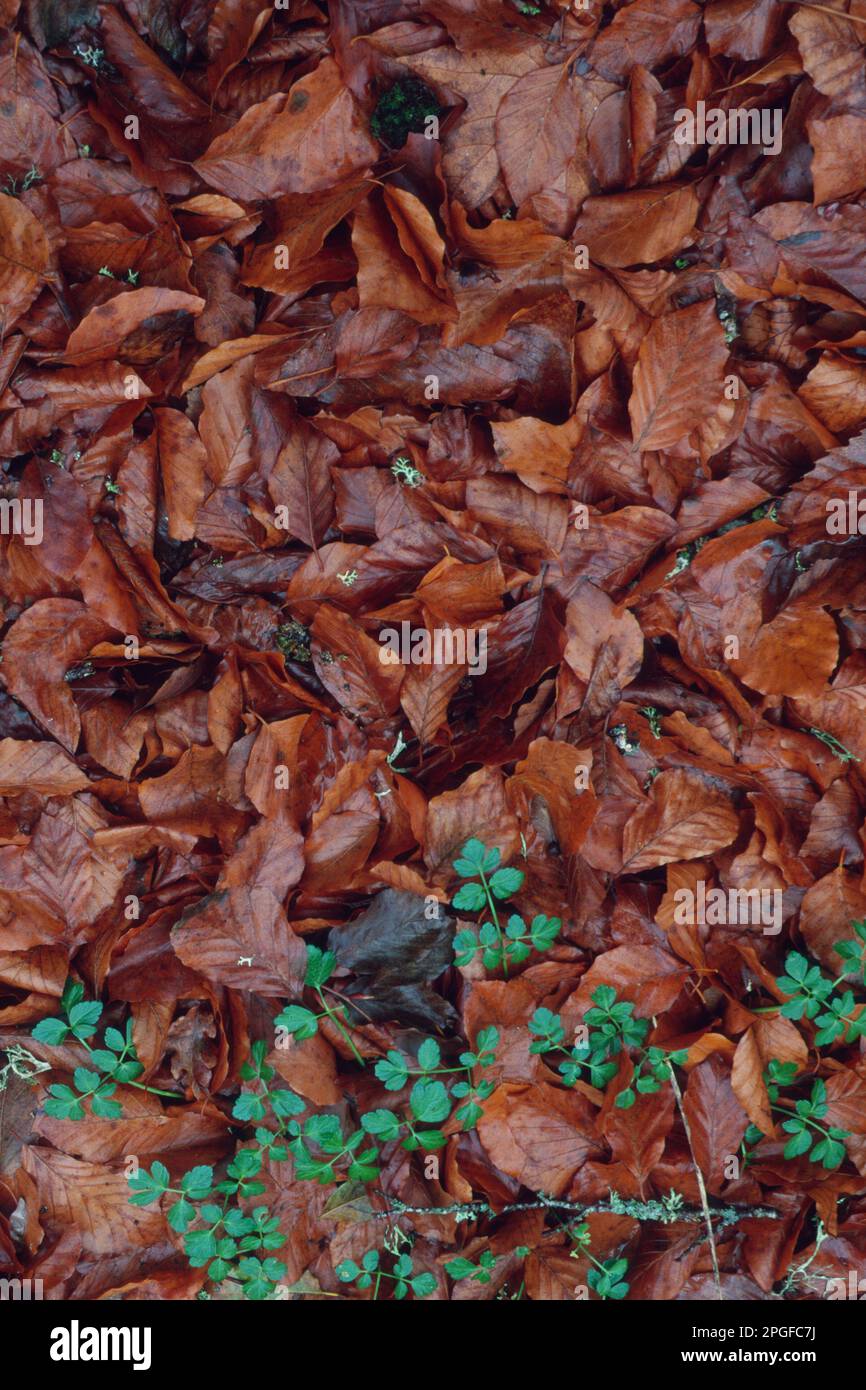 Carpet of leaves in autumn in Villa Piercy Park, Badde Salighe- Ortakis Forest, Bolotana, Nuoro, Sardinia, Italy Stock Photo