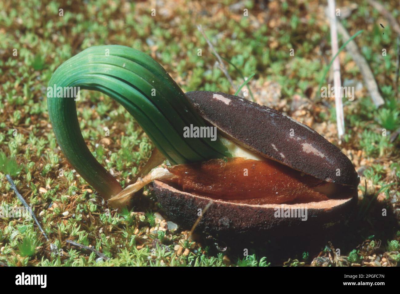 Pine nut germinating, stone pine seed (pinus pinea, in germination