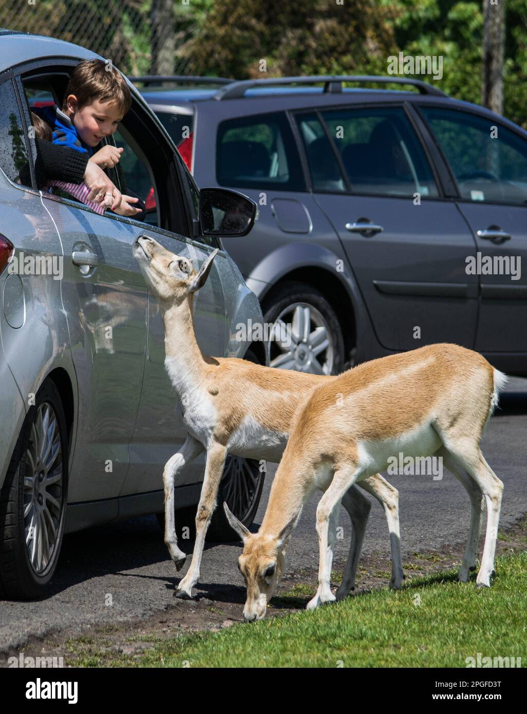 color image of a child feeding deer from a car window Stock Photo Alamy