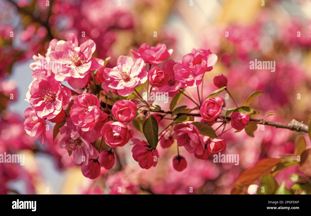 sakura blossom. pink sakura flower on blooming spring tree Stock Photo ...