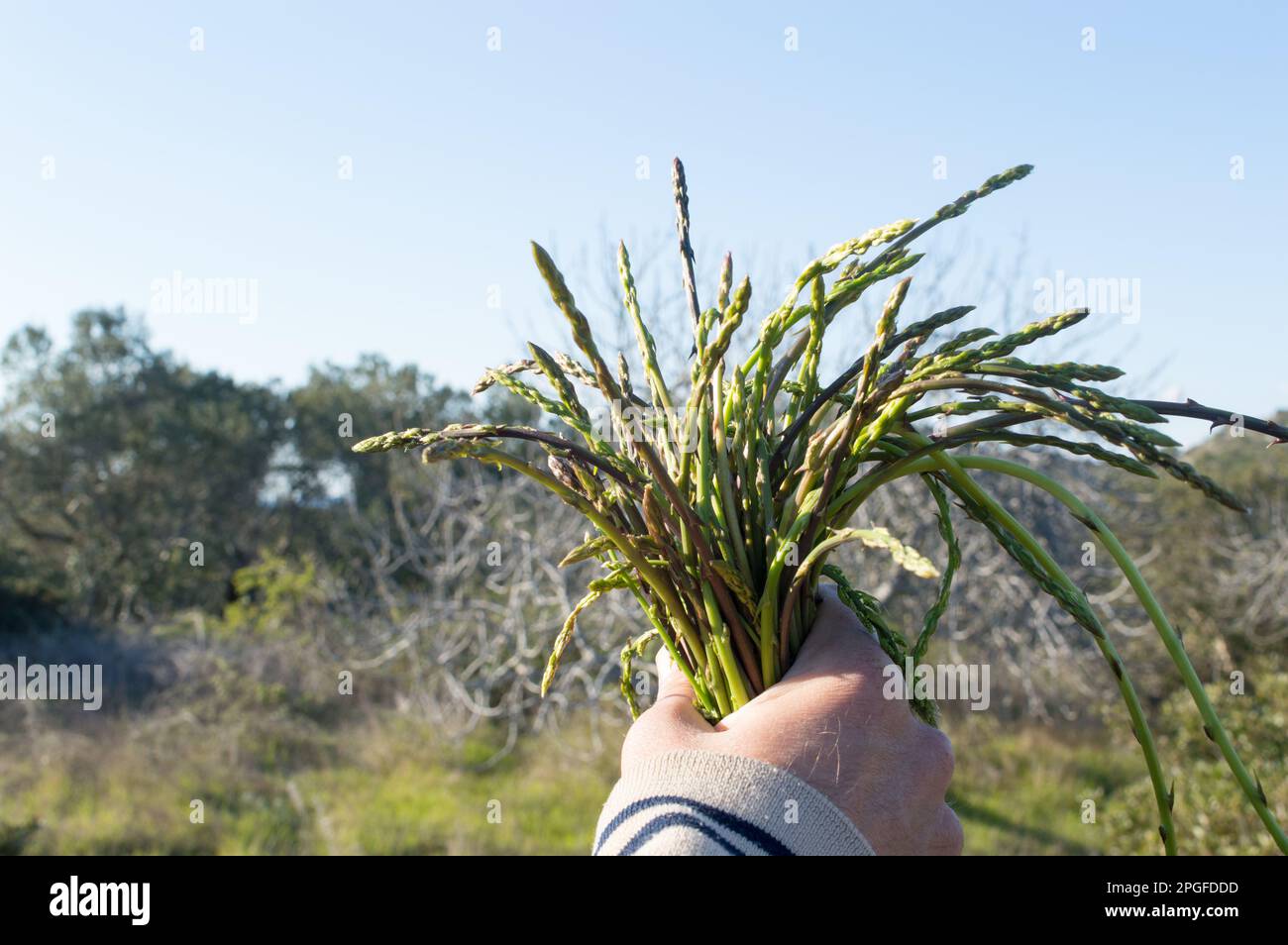 Bunch of wild asparagus in the hand, picked up in the forest during springtime in Dalmatia Stock Photo