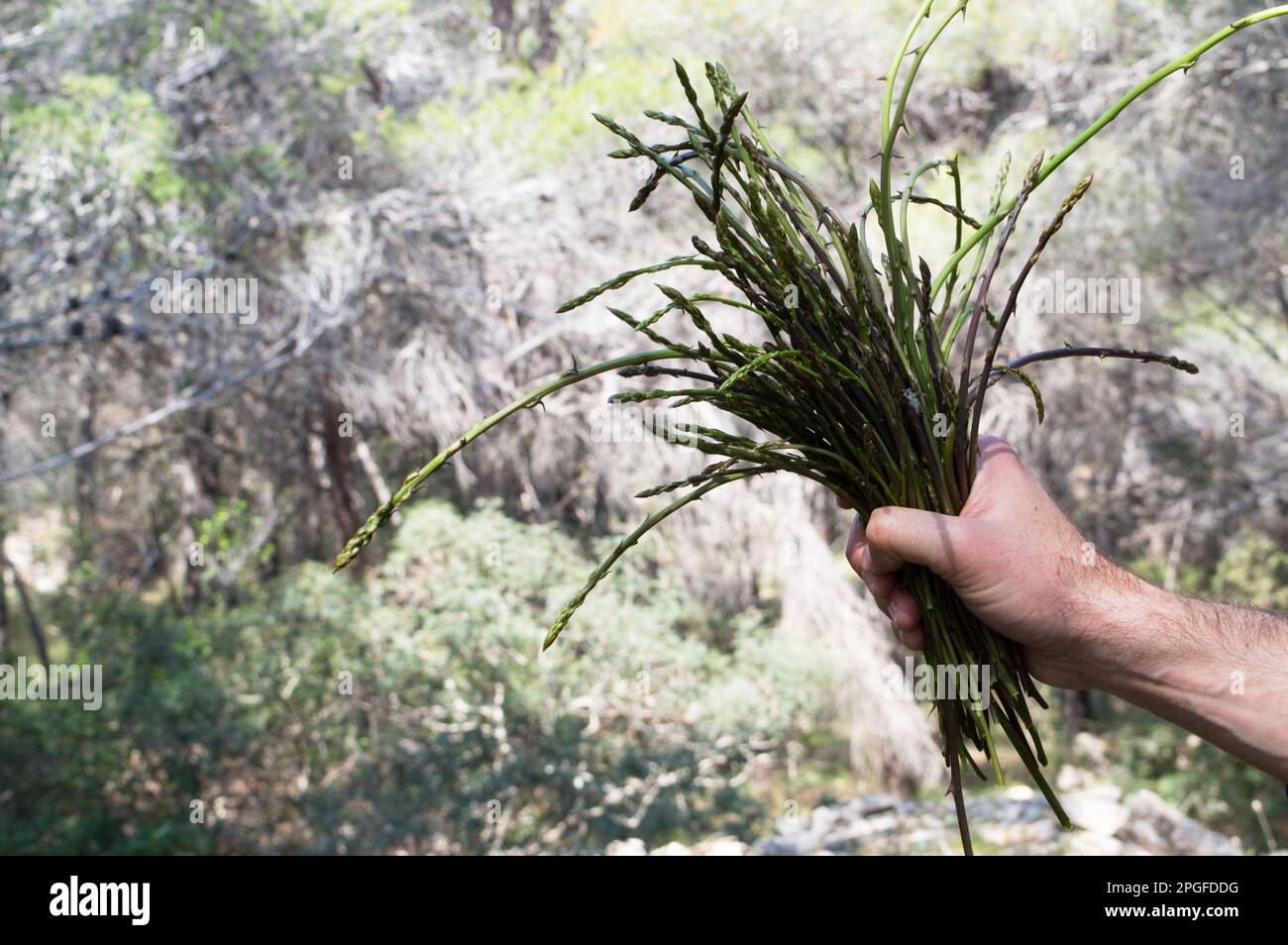 Bunch of wild asparagus in the hand, picked up in the forest during springtime in Dalmatia Stock Photo