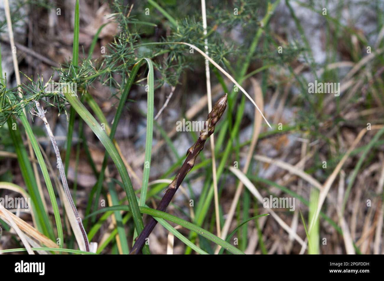 Wild asparagus growing in the forest, picking season during springtime in Dalmatia Stock Photo