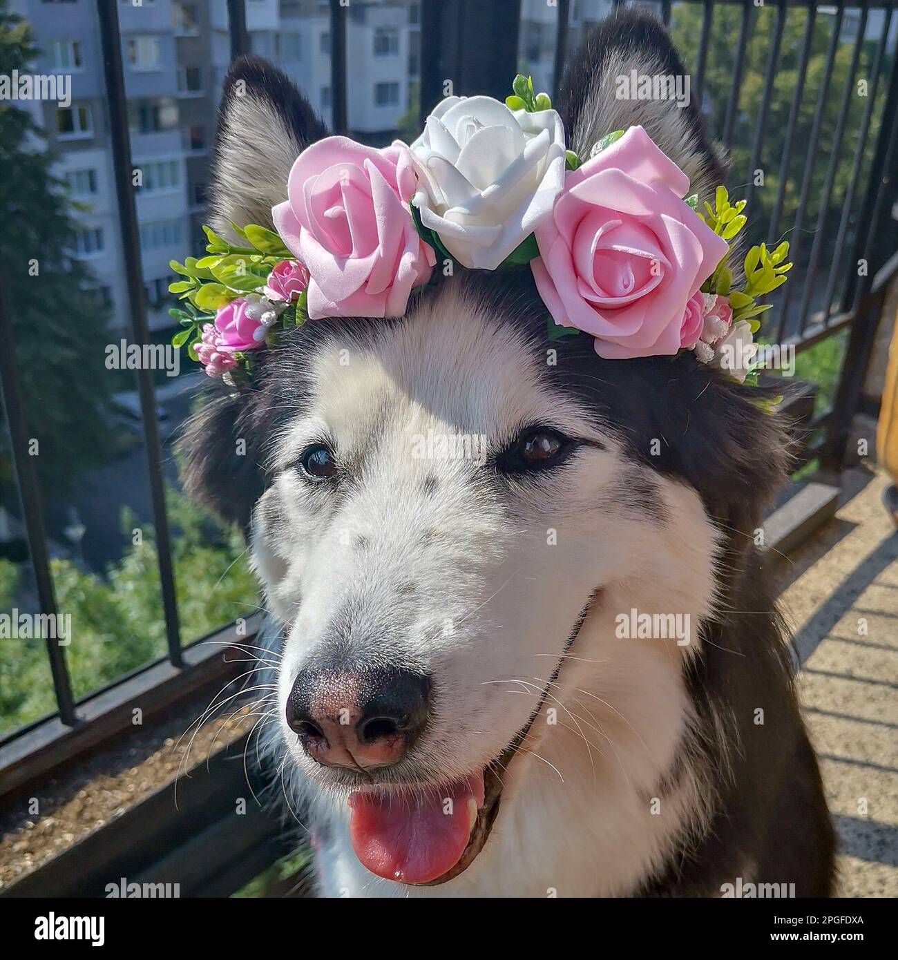 Dog, husky, happy dogs Stock Photo Alamy
