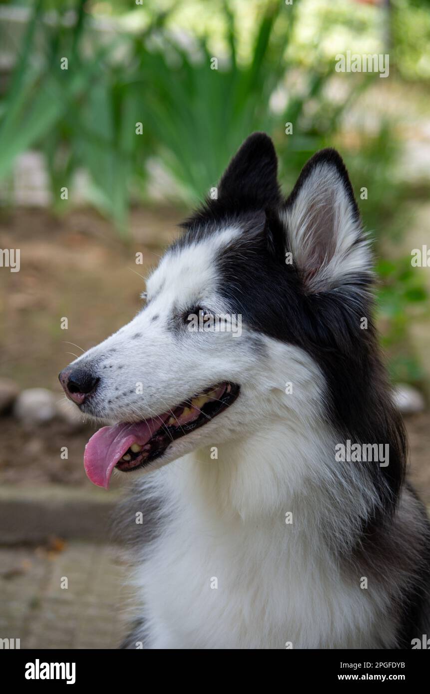 Dog, husky, happy dogs Stock Photo Alamy