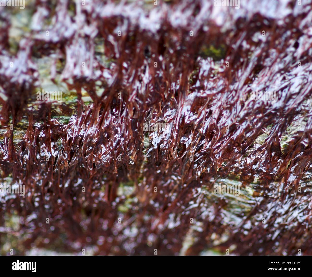 Laver seaweed (nori) Porphyra live on rock in Devon UK Stock Photo
