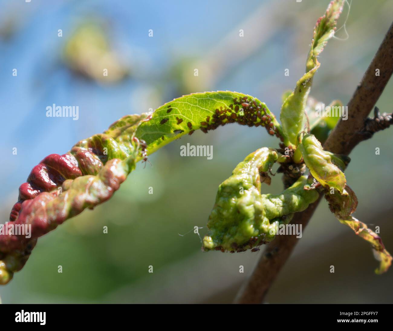 Peach leaf curl, disease caused by the fungus Taphrina deformans Stock Photo
