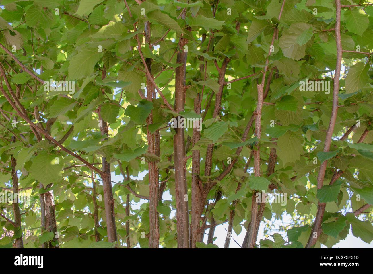 Hazel tree branches with leaves in May Stock Photo Alamy