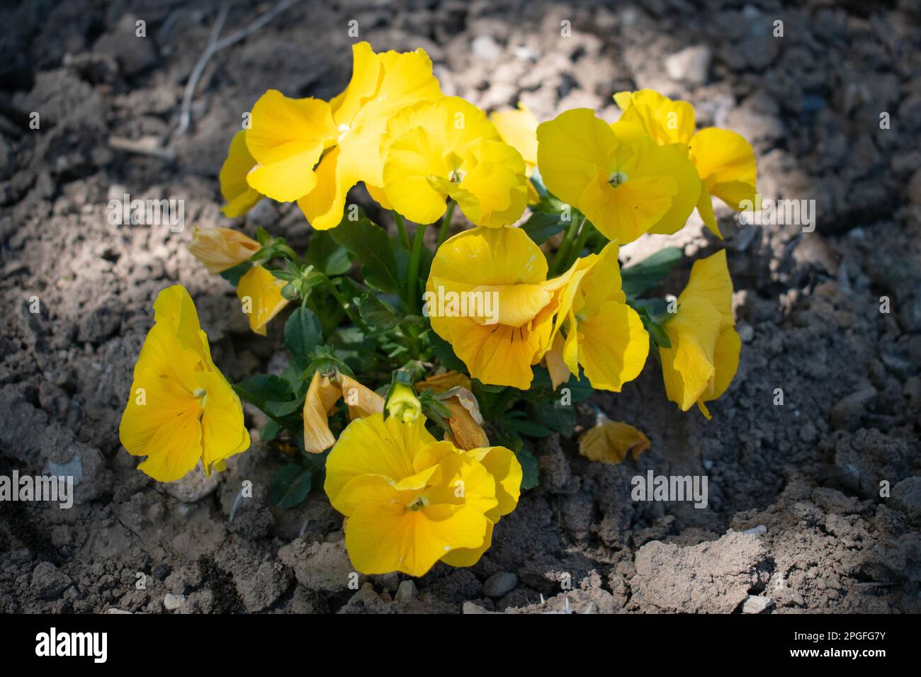 Yellow garden pansies  Viola wittrockiana Stock Photo