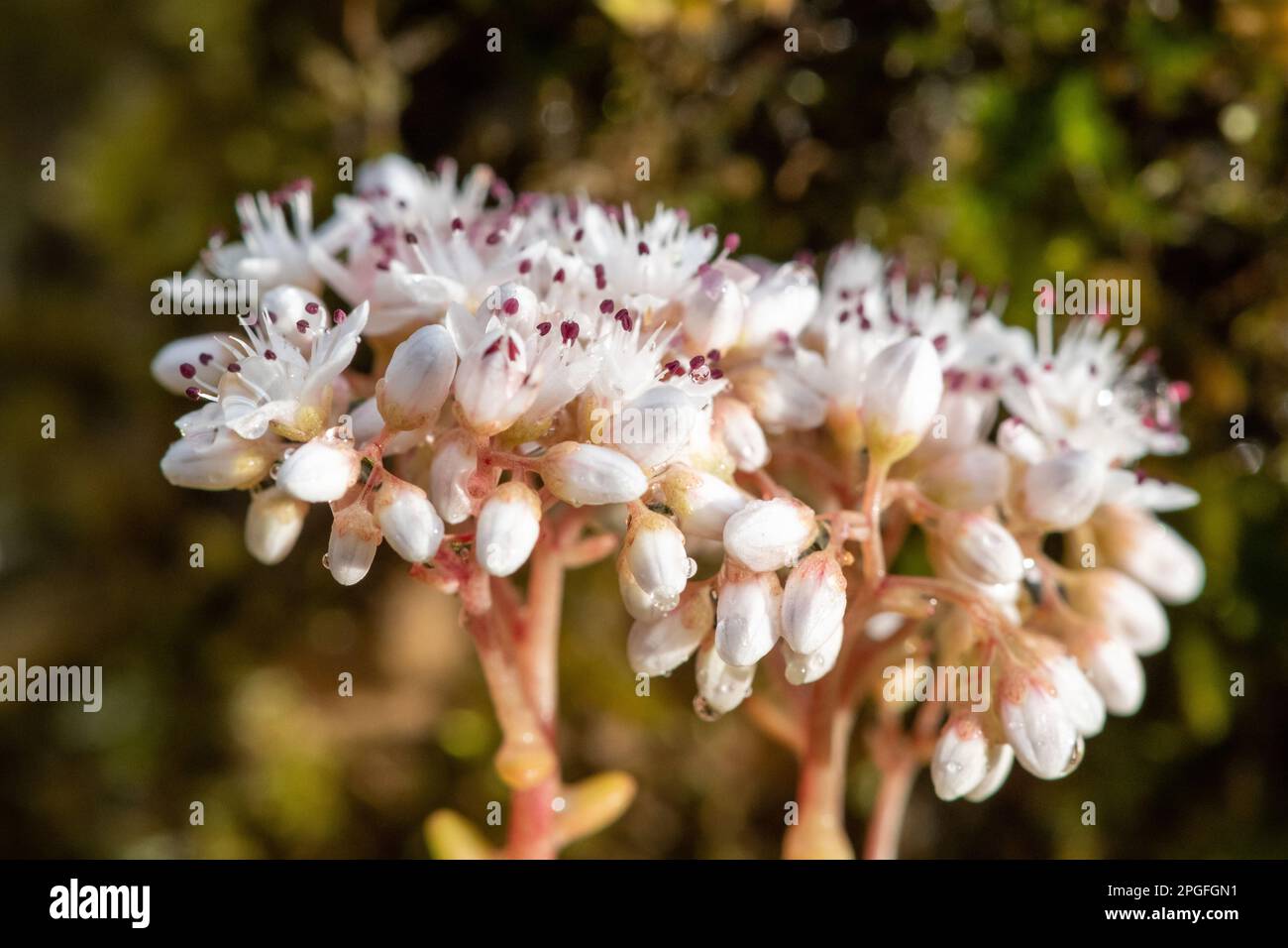 Close up of white stonecrop (sedum album) flowers in bloom Stock Photo