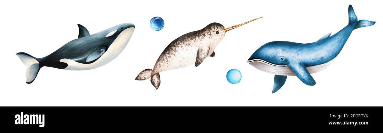 Watercolor narwhal with long tusk, blue whale and killer whale isolated on white background. Hand painting realistic Arctic and Antarctic ocean Stock Photo
