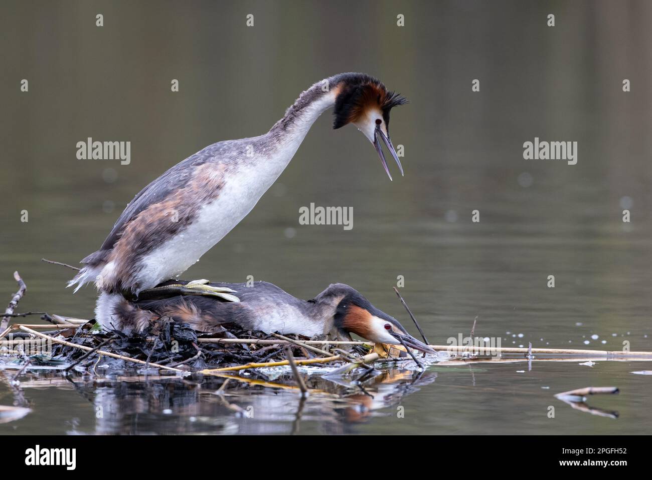 A pair of mating Great Crested Grebes. Stock Photo