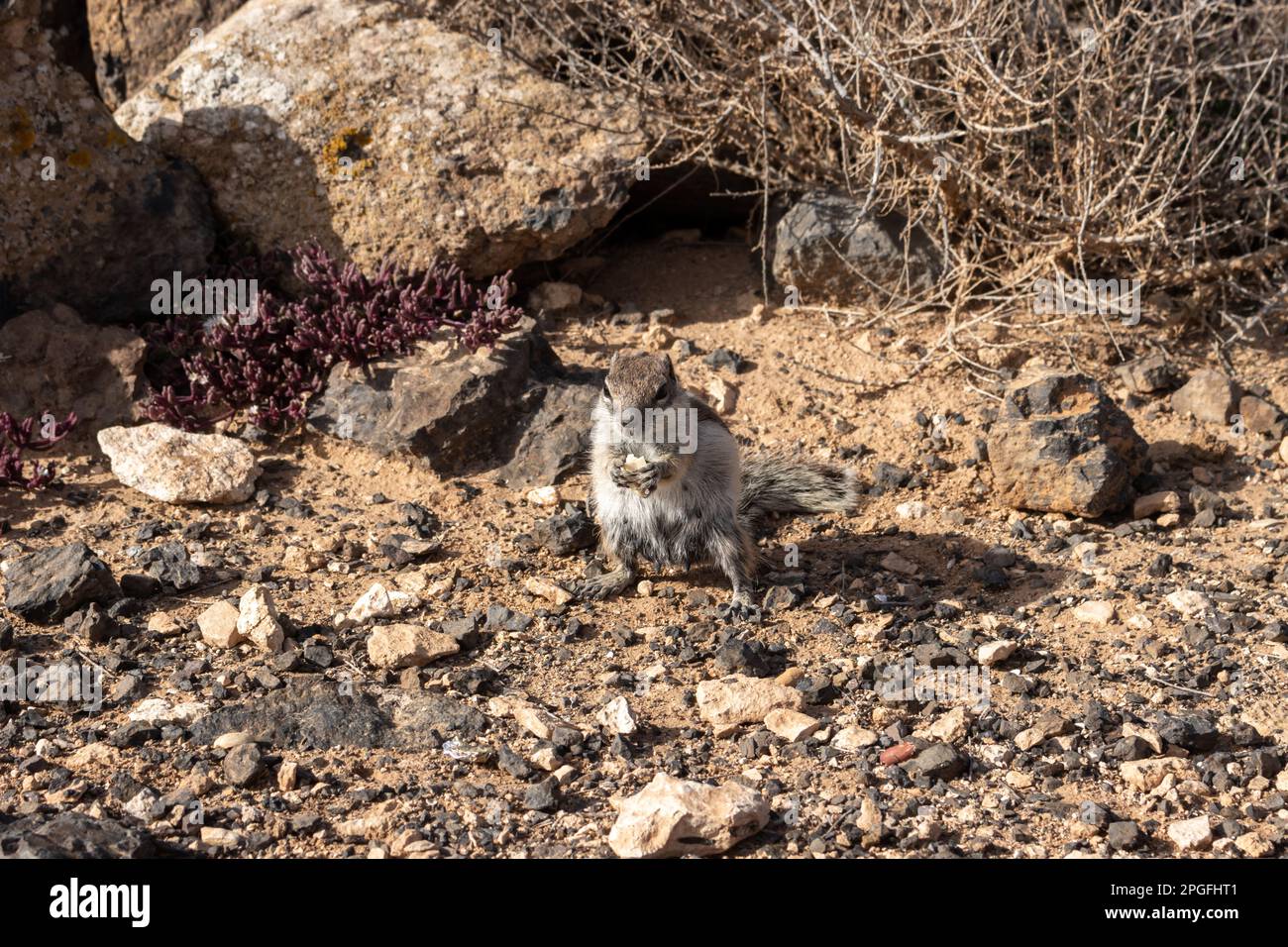 One of the always hungry chipmunks, eating peanut. Dry sandy soil with many stones and rocks. Molinos de Villaverde, Fuerteventura, Canary Islands, Sp Stock Photo